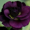 Primula Auricula Walton Heath - Abriachan Nurseries